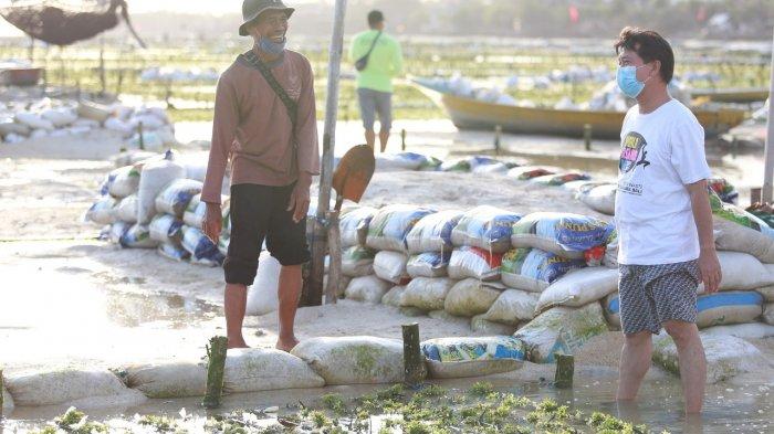 Jaga Kestabilan Harga Rumput Laut, Pemkab Klungkung Jalin Kerjasama dengan Swasta dan Koperasi