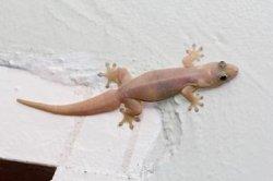 Mitos Kejatuhan Kotoran Cicak Menurut Primbon Jawa, Benarkah Pertanda Buruk?