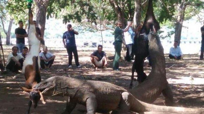 Tangan Bocah 4 Tahun Putus Digigit Komodo, Bermula dari Tali Nilon, Terjatuh dari Rumah