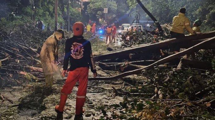 Pengecekan Pohon Tua di Jakarta Jadi Prioritas, Antisipasi Tumbang di Musim Penghujan