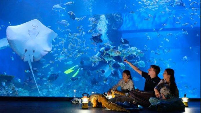 Yuk Rasakan Serunya Rekreasi Mengenal Aneka Satwa Air di Jakarta Aquarium