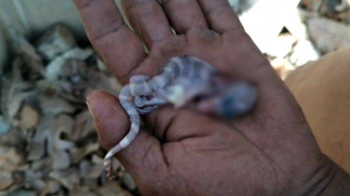Viral Penemuan Diduga Telur Buaya di Penjaringan, LIPI: Itu Telur Biawak Air