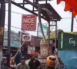 Ular Sanca 4 Meter Gegerkan Warga Pamulang, Melingkar di Atas Gapura: Berayun Setinggi Kepala