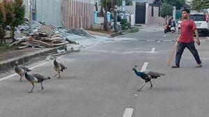 BURUNG-MERAK.jpg