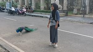Burung-merak-peliharaan-warga-di-Jalan-Baladewa-yang-menjadi.jpg
