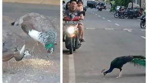 Burung-merak-peliharaan-warga-di-Jalan-Baladewa-yang.jpg