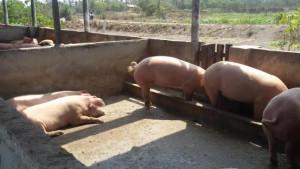 INVESTASI-BABI.jpg
