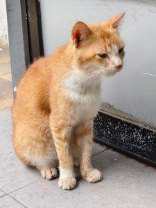 Ilustrasi-kucing-1w.jpg