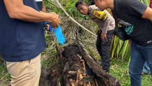 KERANGKA-TULANG-DI-POHON-AREN.jpg
