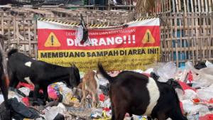Kambing-makan-sampah.jpg