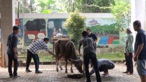 Penyembelihan-hewan-qurban-sapi-di-kantor-TribunnewsBogorcom-Selasa-1862024.jpg