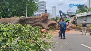 Pohon-raksasa-tumbang-di-Jalan-Sisingamangaraja.jpg