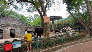 pengunjung-melihat-gajah-koleksi-taman-margasatwa-ragunan.jpg