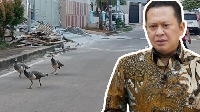 Bamsoet Ditegur Soal Burung Merak, Dinas KPKP Jakarta: Potensi Tularkan Penyakit 