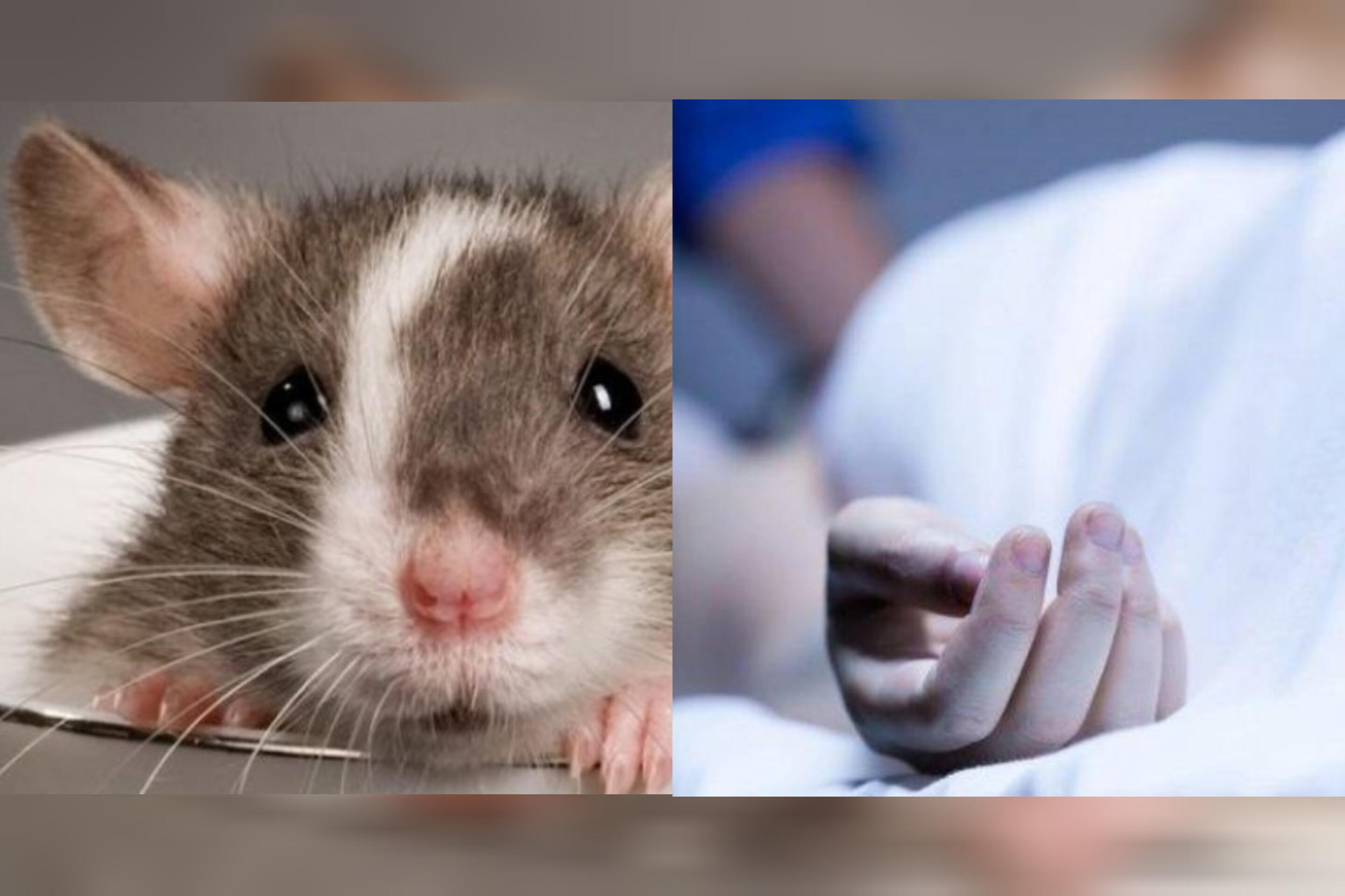 Bocah 13 Tahun yang Tembak Teman Sampai Tewas Kini Trauma, Awalnya Dipicu Tikus Lewat