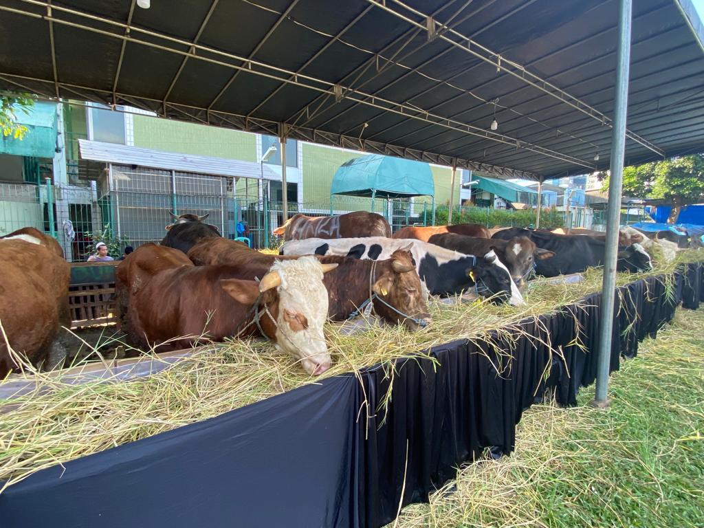 Hewan-kurban-di-Masjid-Agung-Al-Azhar.jpg