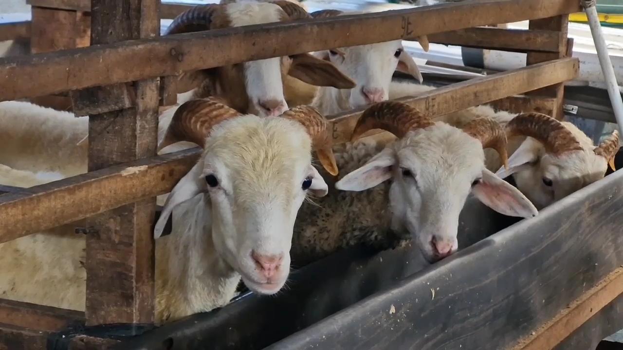 Hewan-kurban-yang-dijual-di-Kampung-Domba-Cilincing-Jakarta-Utara.jpg