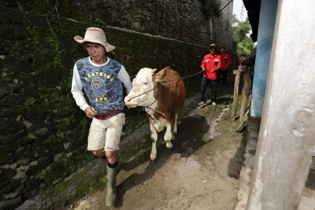 Pemerintah Tetapkan Status Keadaan Tertentu Darurat PMK, 233.370 Kasus Aktif Tersebar di 22 Provinsi