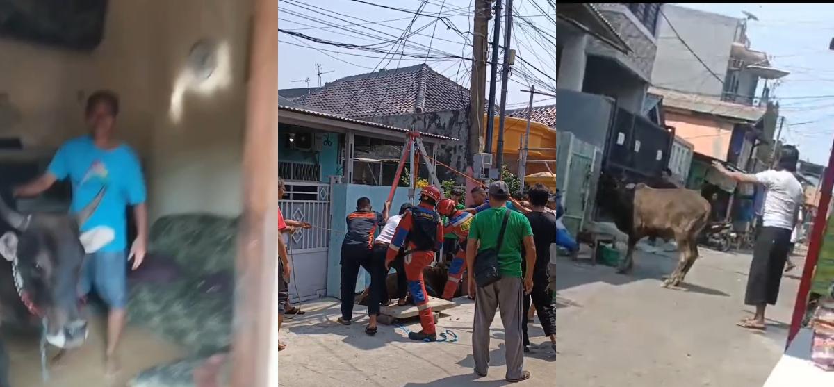 Kejadian-sapi-lepas-mewarnai-momen-Iduladha-2024-di-Tanjung-Priok-Jakarta-Utara-Senin-1762024.jpg