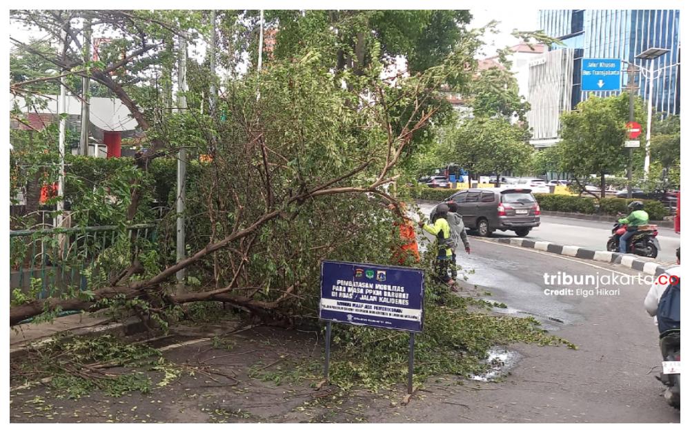 POHON-TUMBANG-Jalan-S-Parman-Slipi-Jakarta-Barat.jpg