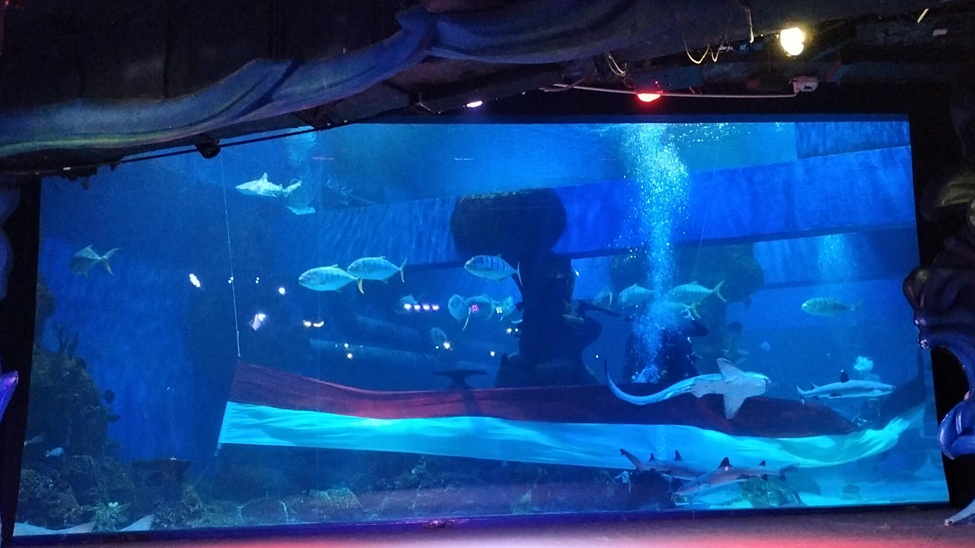 Pengibaran-bendera-merah-putih-underwater-di-Jakarta-Aquarium-Safari-Jakarta-Barat.jpg