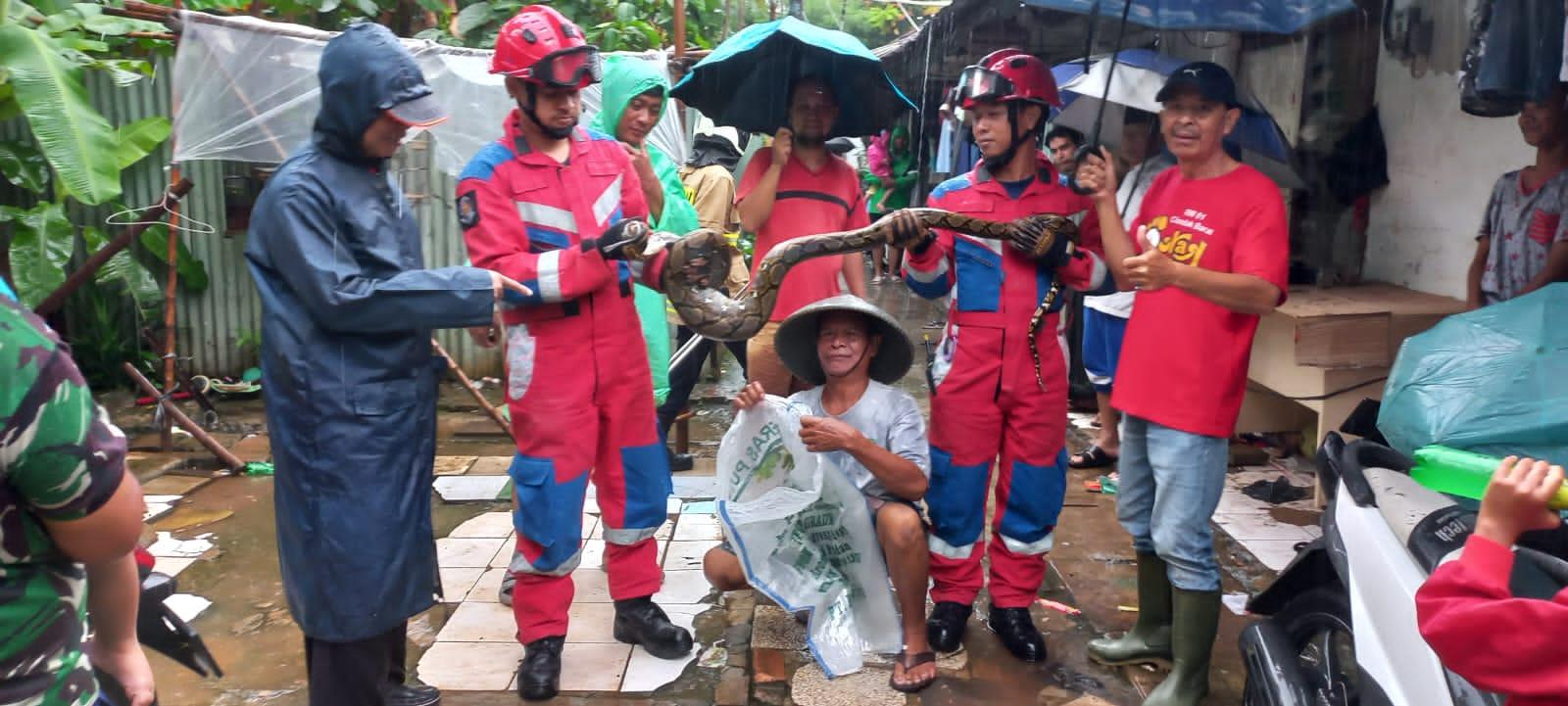 Petugas-Damkar-Cilandak-evakuasi-ular-sanca.jpg