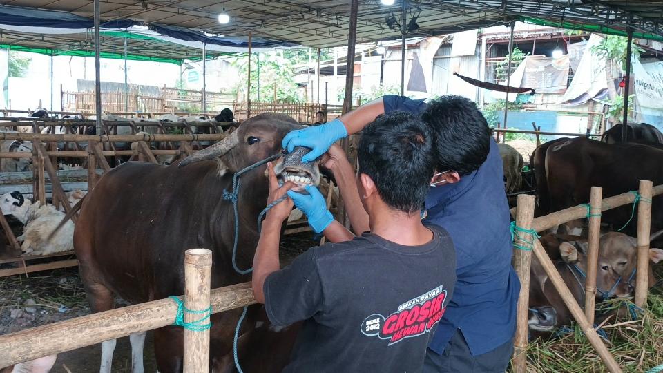 Kesehatan Hewan Kurban di Jaktim Diperiksa, Sudin KPKP: Pastikan Hewan yang Dijual Layak Konsumsi