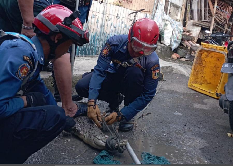 Buaya di Permukiman Warga Jakarta, Yang Satu Ini Ditempatkan di Tong Sampah Lantaran Pemilik Bingung