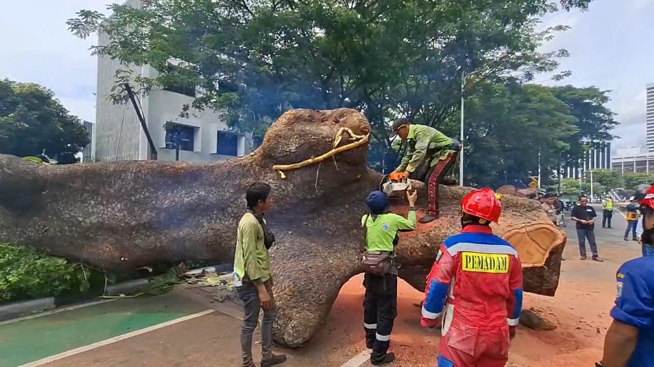 Hujan Disertai Angin Kencang, DPRD Desak Pemprov Mitigasi Potensi Pohon Tumbang di Jakarta 