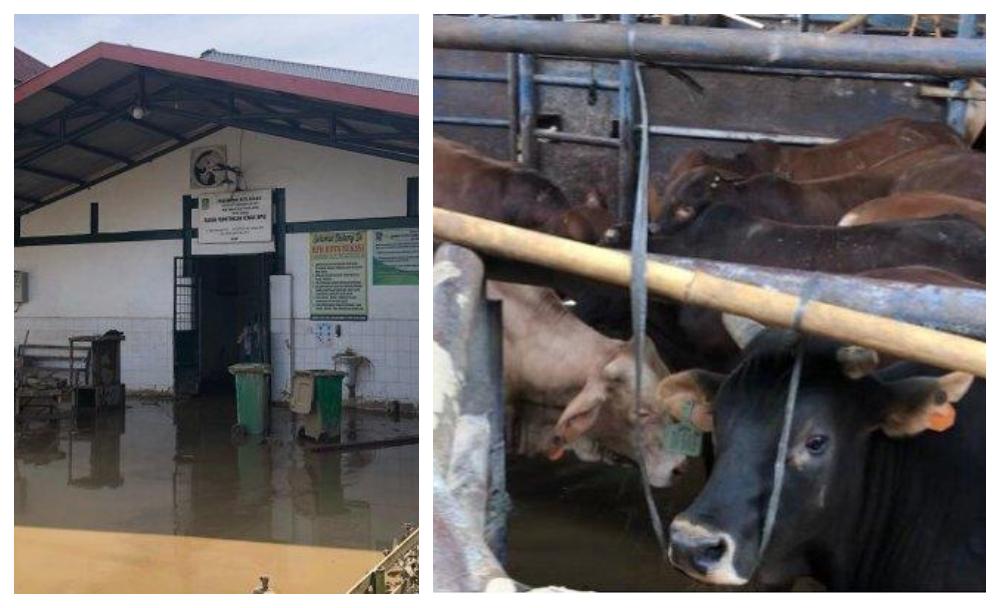 TERENDAM-BANJIR-Kondisi-terkini-Rumah-Pemotongan-Hewan-RPH-bekasi.jpg