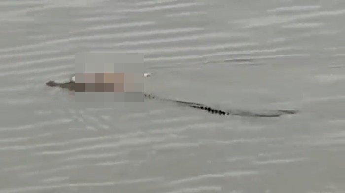 Viral-di-media-sosial-video-buaya-bawa-jasad-balita-di-Kutai-Kartanegara-Kuker.jpg