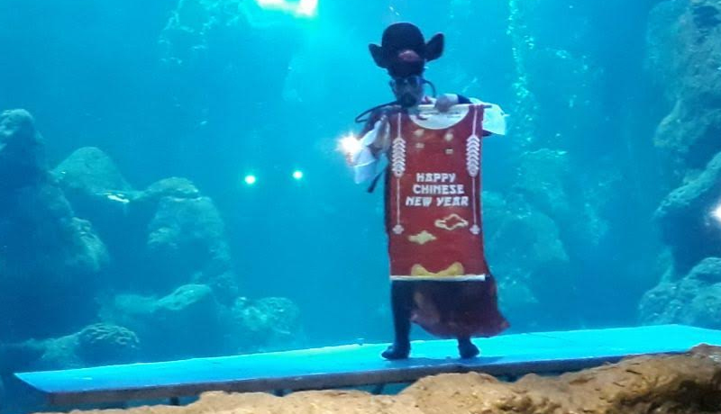 Ancol Targetkan 156 Ribu Pengunjung Saat Momen Imlek