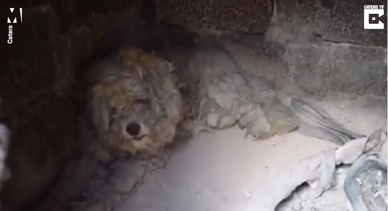 Kebakaran Hebat Tewaskan 91 Orang, Seekor Anjing Berhasil Selamat Karena Hal Ini