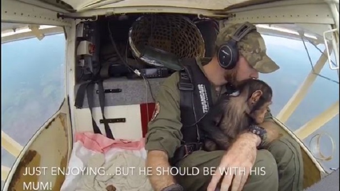 VIDEO: Seorang Pilot Ajak Terbang Bayi Simpanse untuk Selamatkan dari Pemburu Liar