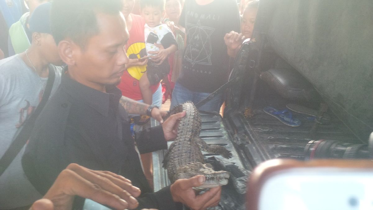 Buaya Mati yang Diserahkan Relawan Bukan Berasal dari Kali Grogol
