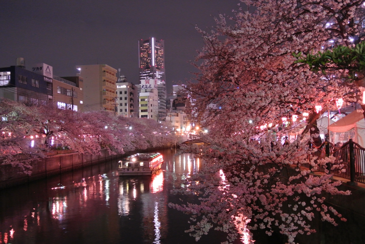Romantis, Ini Cara Baru Nikmati Bunga Sakura Saat Malam Hari di Jepang