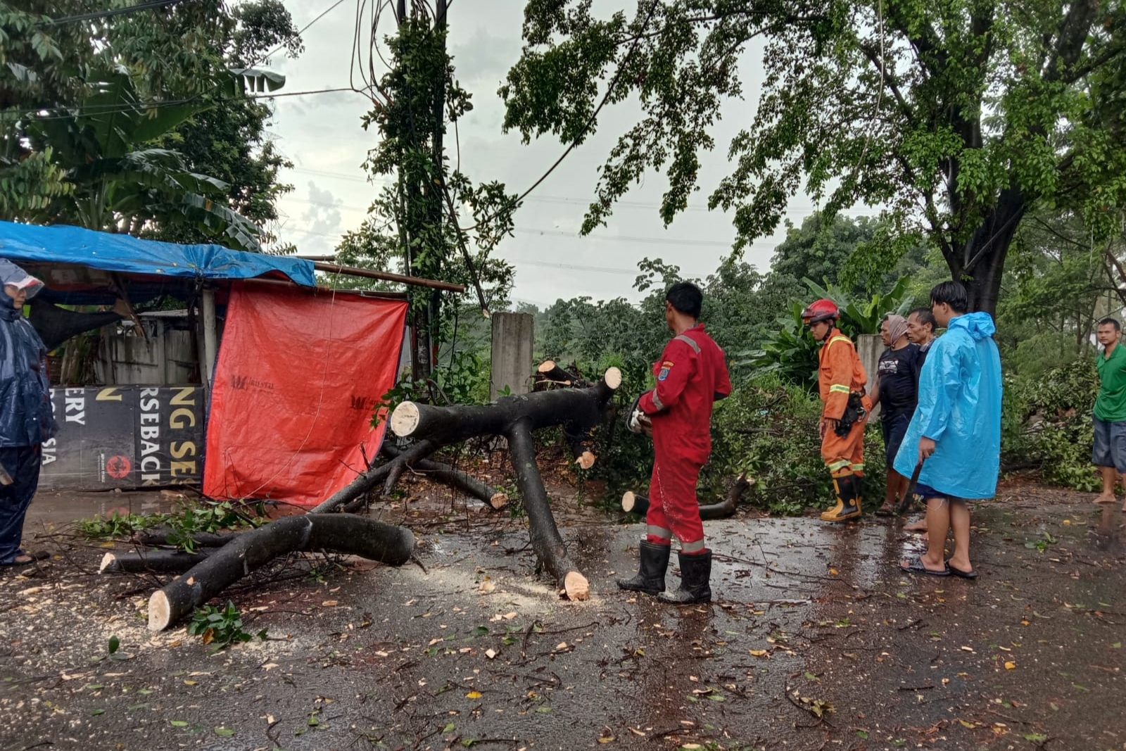 Imbas Hujan Deras dan Angin Kencang Terjang Depok, Pohon Tumbang Tutupi Jalan Raya Tapos