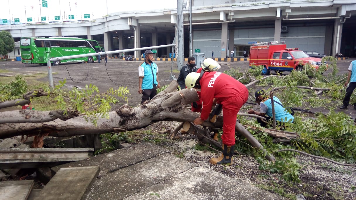 Pohon Angsana Tumbang, Timpa Pagar dan Tiang Lampu di Terminal Pulo Gebang