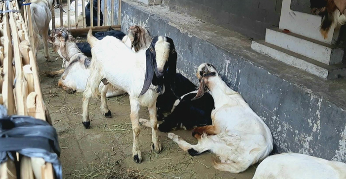 hewan-kurban-berupa-kambing-yang-dijual-di-sepanjang-jalan-kh-mas-mansyur.jpg