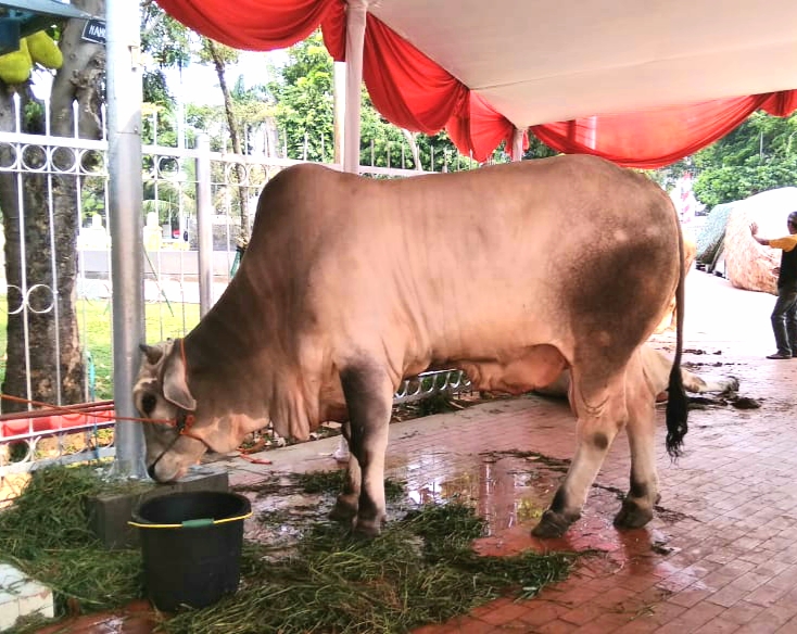 hewan-kurban-berupa-sapi-milik-presiden-joko-widodo-di-masjid-istiqlal.jpg