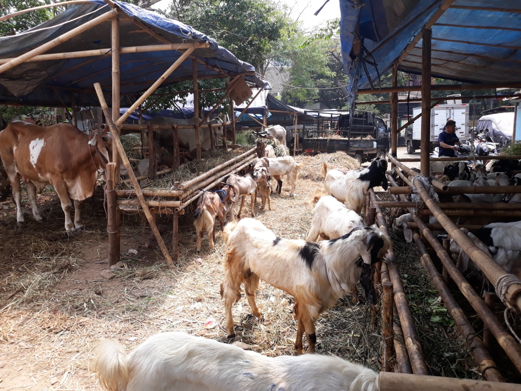 hewan-kurban-jelang-idul-adha.jpg