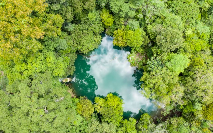 hutan22222222222222222.jpg