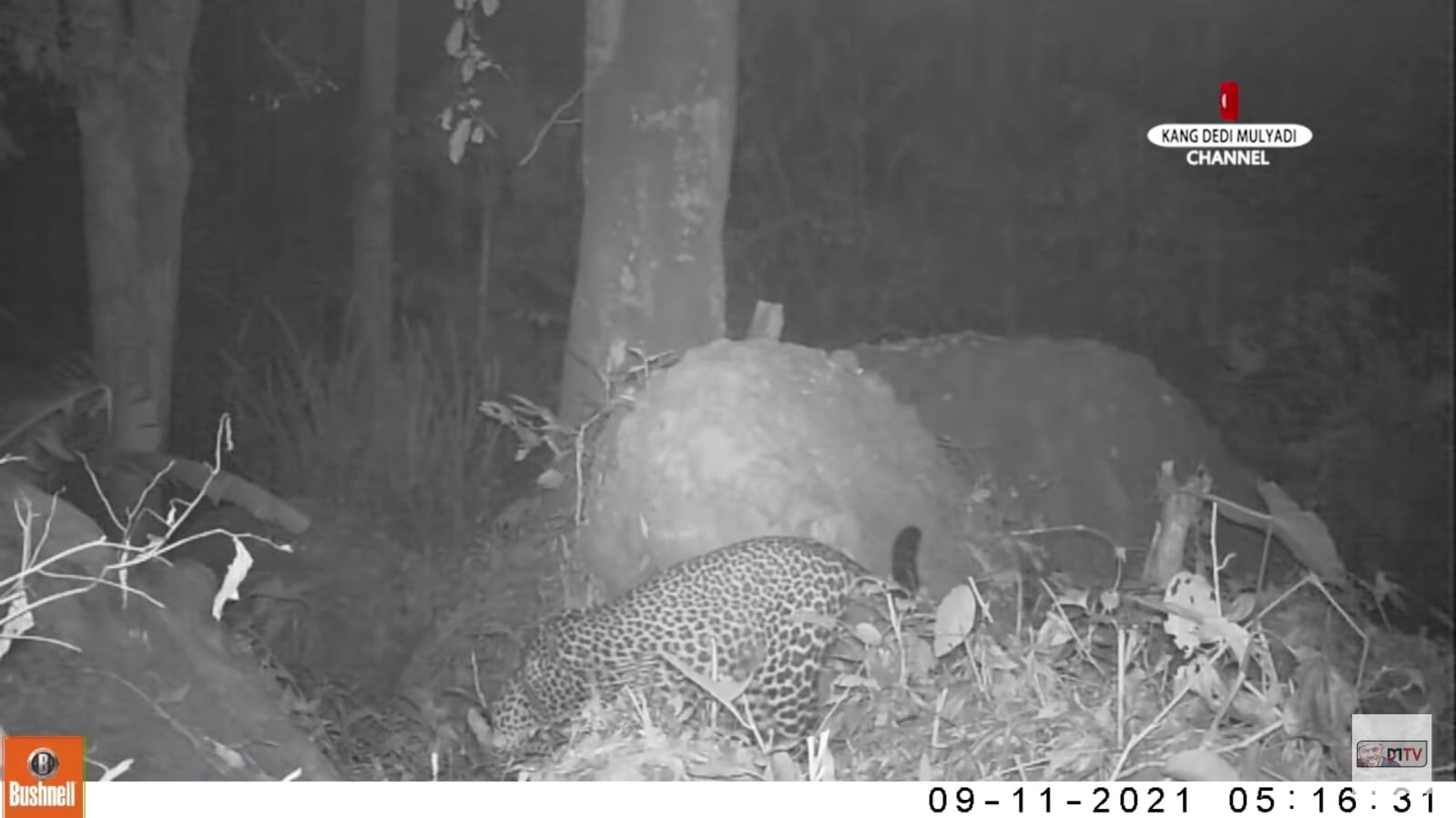 Macan Tutul Jawa Masih Ada di Gunung Sanggabuana, Terekam Kamera Kang Dedi: Terkam Domba Warga