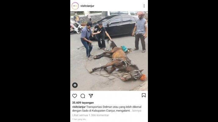 VIDEO Cambuk Kuda Delman Viral, Kelelahan dan Dipaksa Berdiri, Begini Penjelasan Pemiliknya