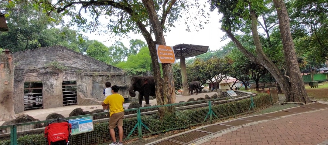 Kebun Binatang Ragunan Buka Sampai Malam, Gubernur Pramono Persilakan Warga Olahraga hingga Pacaran