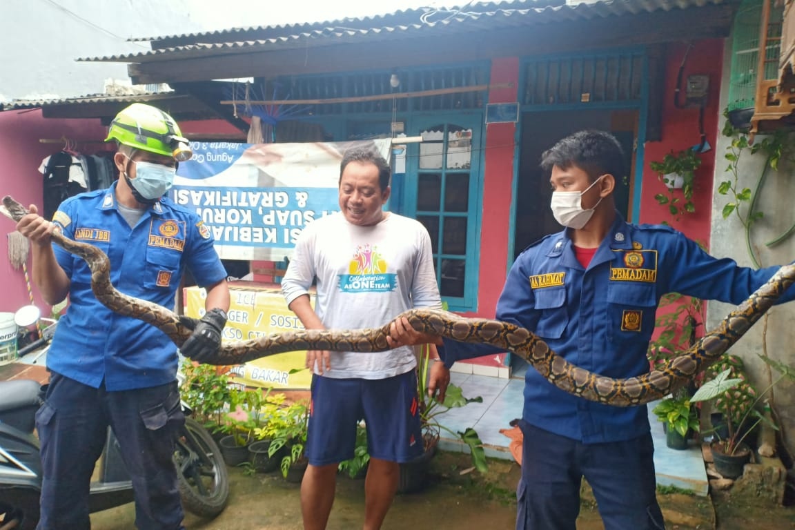 petugas-ambil-ular-di-depok.jpg