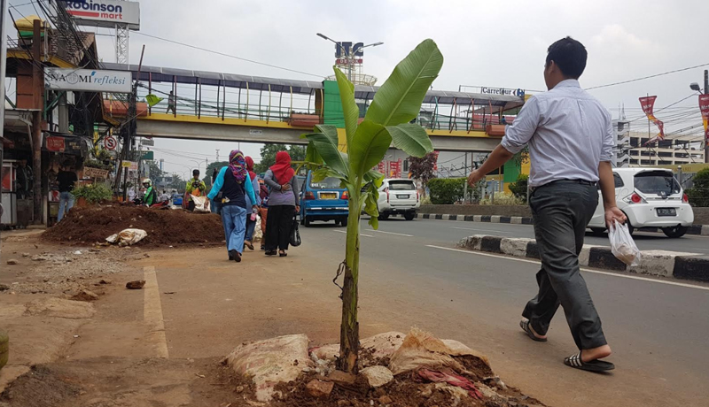 Banyak Lubang Galian di Jalan Margonda Depok, Warga Protes dengan Tanam Pohon Pisang