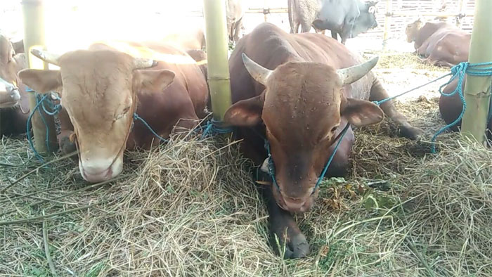 sapi-kurban-banyak-dijual-jelang-hari-raya-idul-adha_20180819_183012.jpg