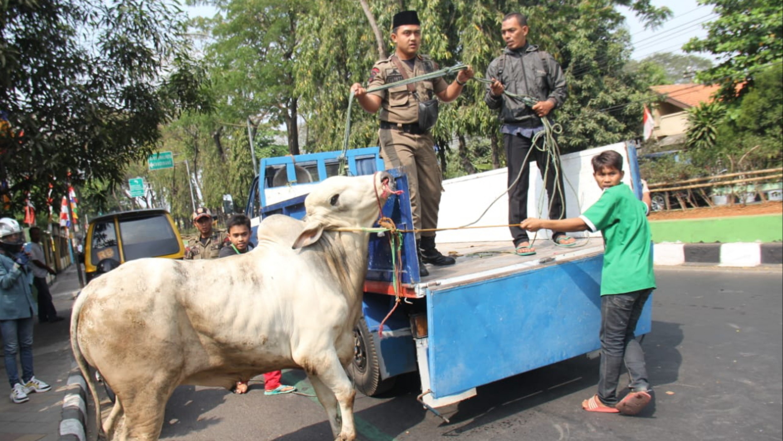 Pemkot Depok Waspadai Virus Lato-lato Serang Hewan Ternak Jelang Idul Adha