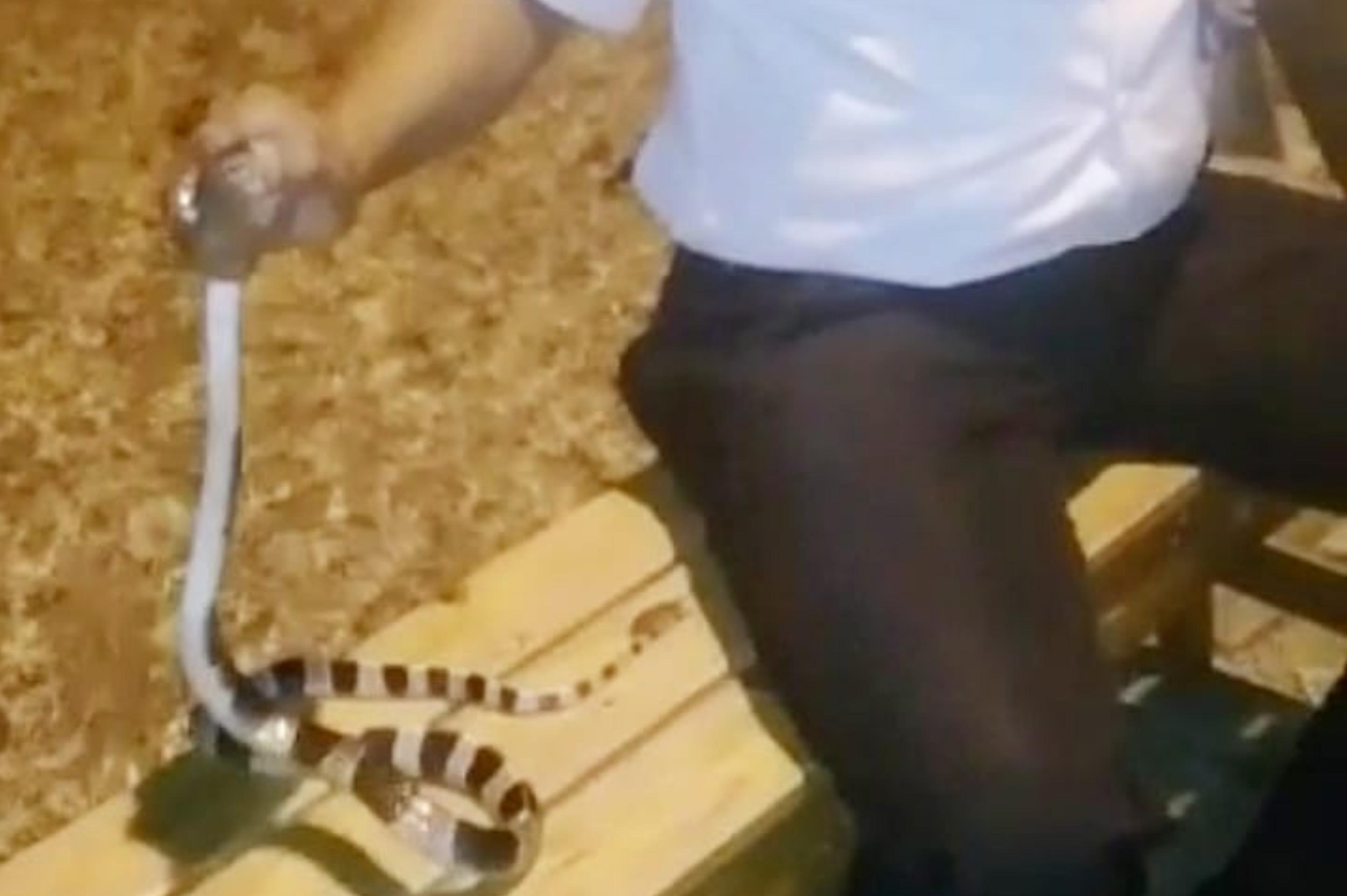 Satpam Meninggal Usai Digigit Ular Berbisa: Hanya Gunakan Sapu, Hisap Jari Berdarah yang Dipatuk